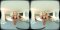 Cindy Reyes, Virtual Reality Video (8K)  Virtual Reality Photo Set, virtual reality video, female bodybuilder, female muscle, fbb, vr, muscular woman, Vintage Female Muscle, girls with muscle, FTVideo 8k resolution